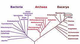Timeline: Evolució del metabolisme