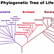 Phylogenetictree