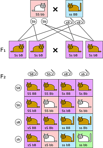 Discovers law of segregation