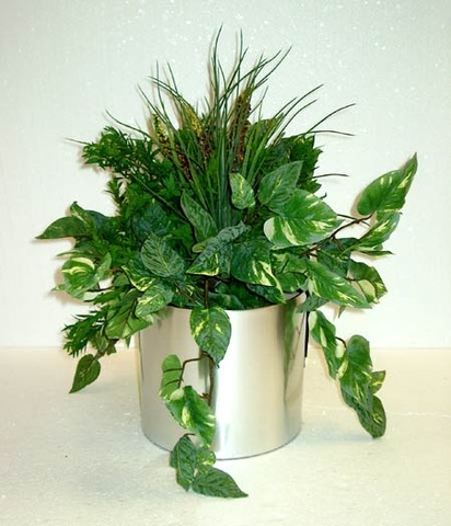 480 years ago Plants