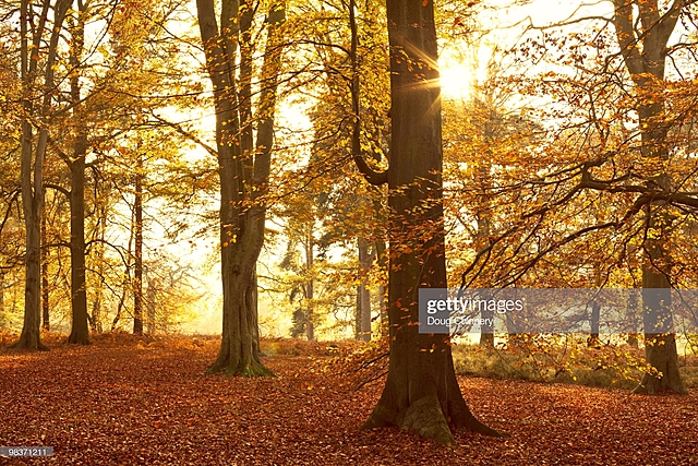 Problemas que enfrenta el bosque.