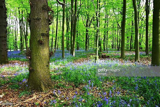 Cambio Climático en el Bosque