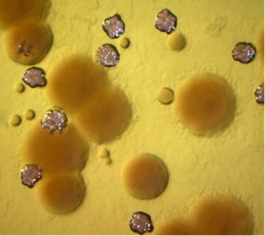 3.8 BYA Bacteria diversify.