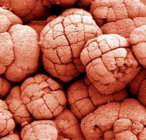 1.8 BYA Oldest eukaryote fossils,