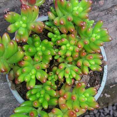 Timeline: Proceso de esqueje del  Cedrum Rojizo