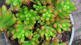 Timeline: Proceso de esqueje del  Cedrum Rojizo