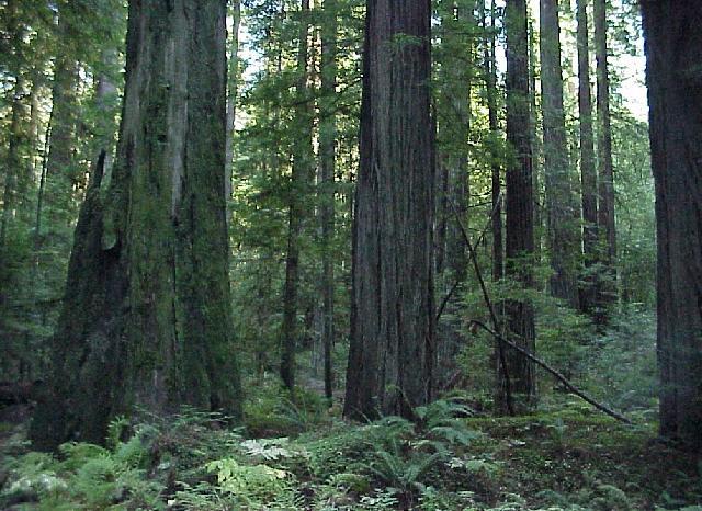 480 mya Land plants.