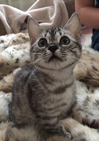 j'ai obtenir ma chat.