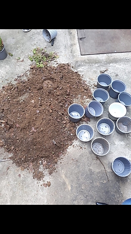 Preparación de la Tierra para el Esqueje del Cedrum Rojizo