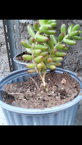 Proceso de  Esqueje  del Cedum Rojizo