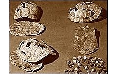 Escritura Jiaguwen Der