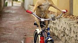 Timeline: Manuel Márquez