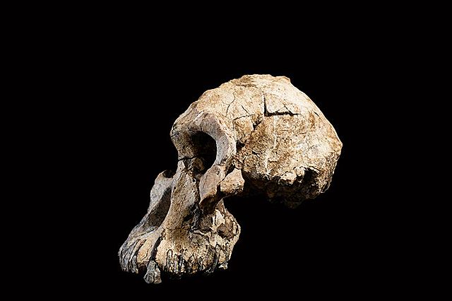 Australopithecus Anamensis