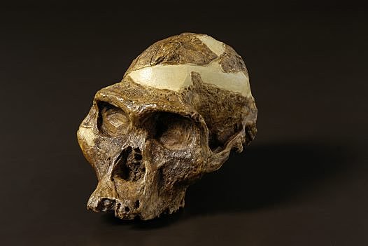 Australopithecus Africanus