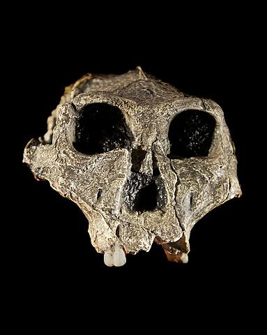 Australopithecus Robustus