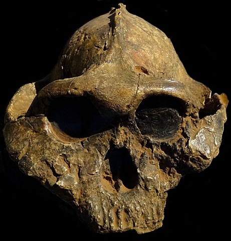Australopithecus Boisei