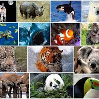 Timeline: Animales Extintos!!!!!!!!!!!!!!!!!