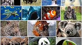 Timeline: Animales Extintos!!!!!!!!!!!!!!!!!