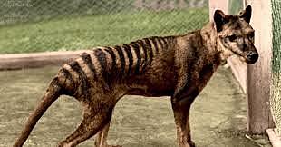 lobo de tasmania