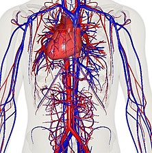 Sistema circulatorio pulmonar