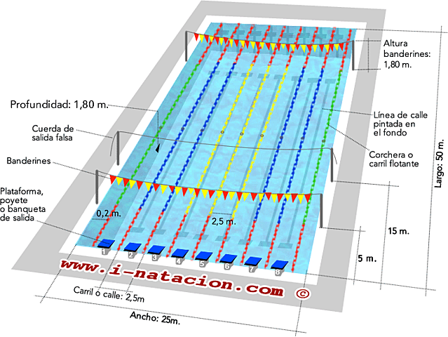 Las dimensiones de la piscina olímpica