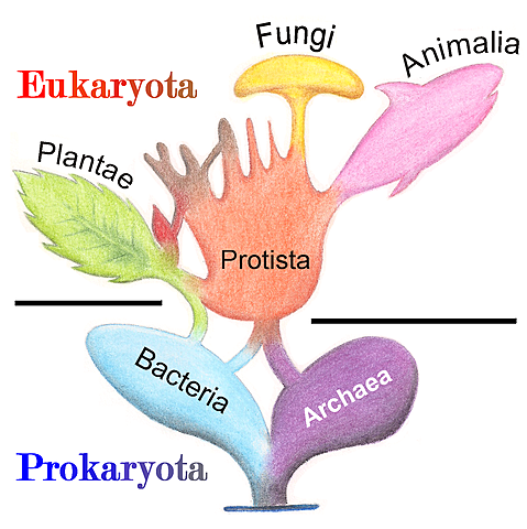 Teoría de la evolución de la vida según el antepasado común