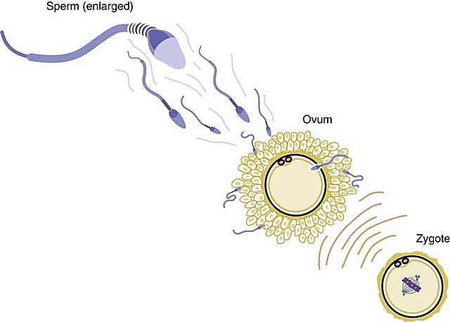 Preimplantation Period