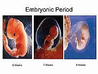 Embryonic Period