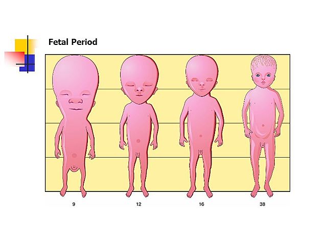 Fetal Period