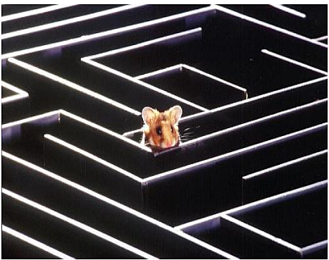 Edward Tolman – Conductismo intencional (1886-1959)