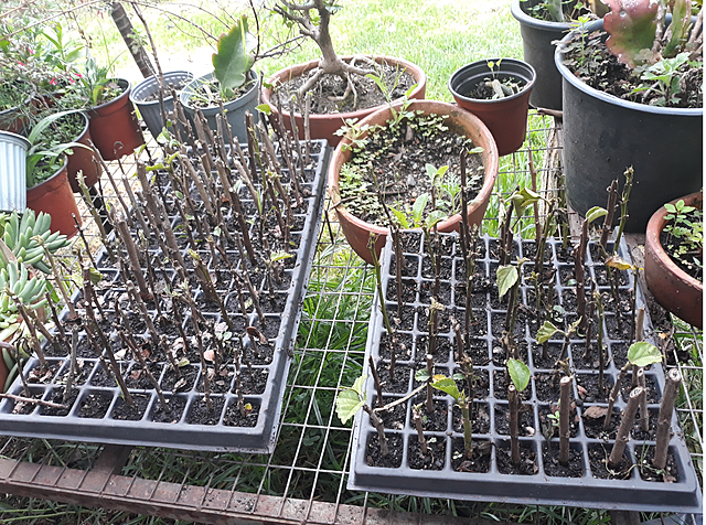 observacion de plantas