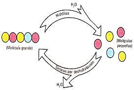 Teoría de la Vida Evolución Previotica