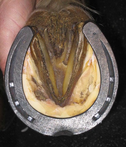 The use of horse shoes