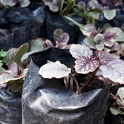 Timeline: PROPAGACION DE LA PLANTA HOJA DE PAPEL MEDIANTE ESQUEJE