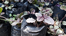 Timeline: PROPAGACION DE LA PLANTA HOJA DE PAPEL MEDIANTE ESQUEJE