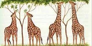 Neodarwinismo teoria sintetica