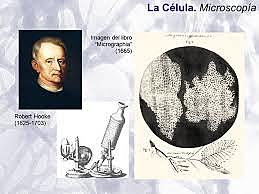 teoría celular robert hooke