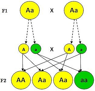 teoría de la evolución de la vida (Leyes de Mendel)