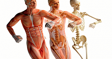 Anatomia Contemporanea