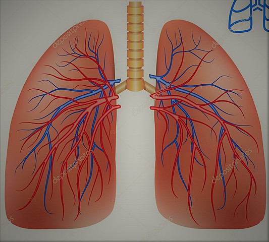 SISTEMA CIRCULATORIO PULMONAR