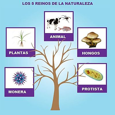 Timeline: Nacimiento de los reinos naturales