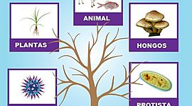Timeline: Nacimiento de los reinos naturales
