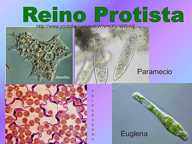 REINO PROTISTA