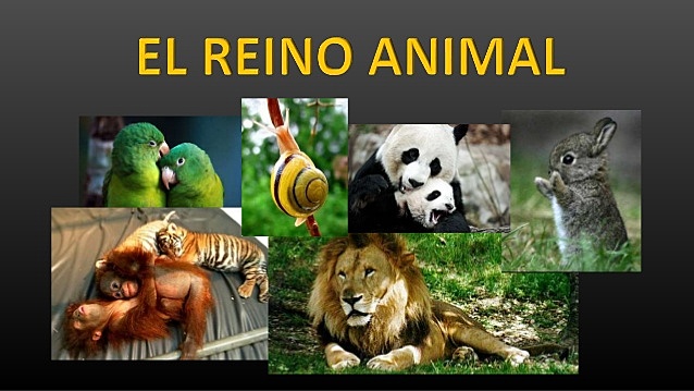 REINO ANIMAL