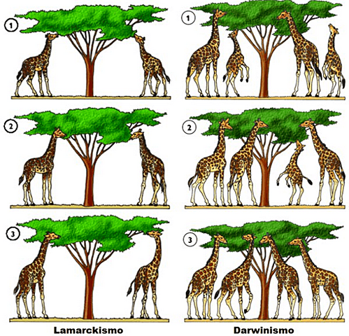 TEORÍA DE LA EVOLUCIÓN DE LA VIDA: DARWIN.