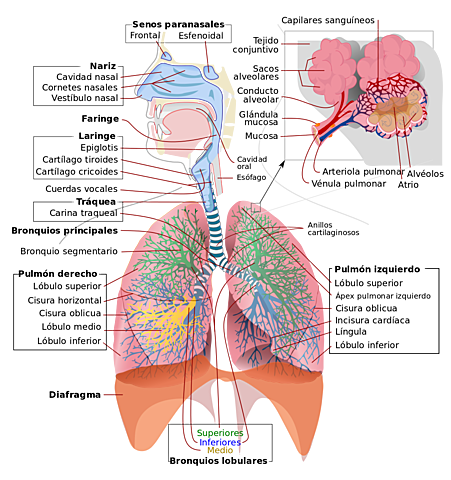 Sistema de circulación pulmonar