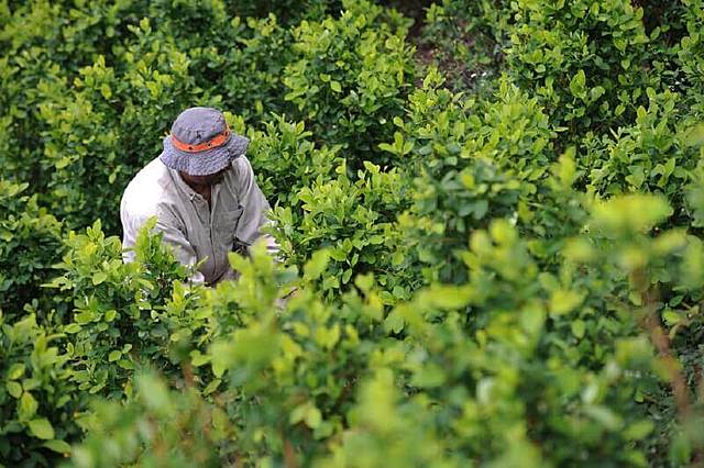 acuerdo sobre drogas ilícitas.