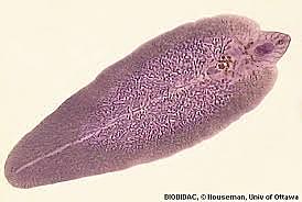 Trematodos