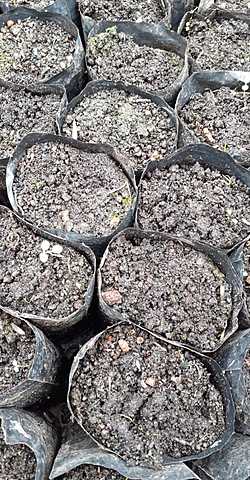 Preparación del sustrato y llenado de las fundas