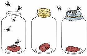 Teorías de la evolución de la vida (Lamark)